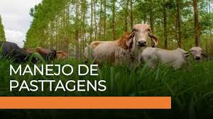 Manejo e Conservação de Pastagens