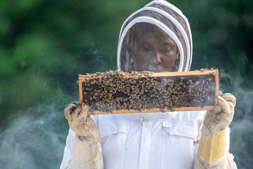 Apicultura e Meliponicultura Sustentável