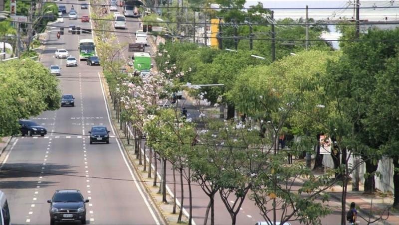 Arborização e Paisagismo em Áreas Urbanas